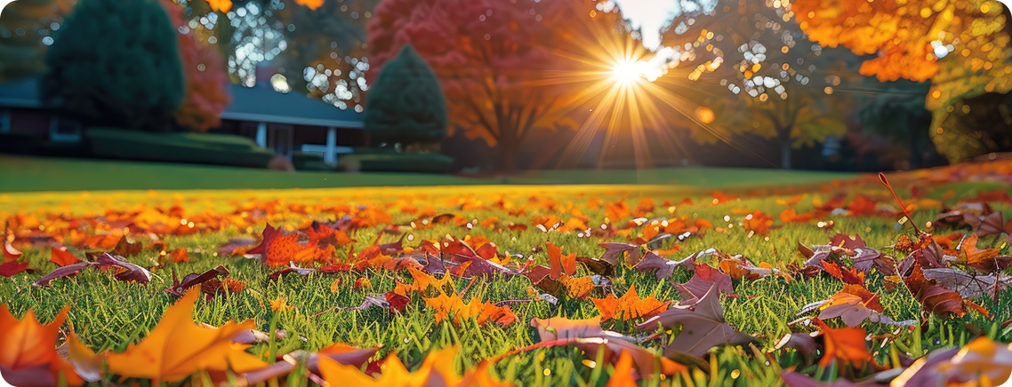 Fall Clean up